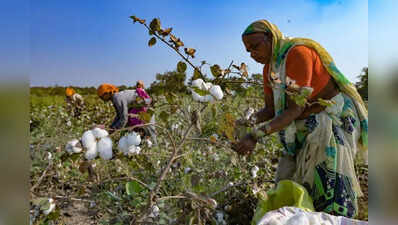 Punjab’s cotton sowing hits all-time low of 80k hectares