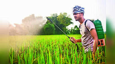 Despite rainfall, El Nino concerns; paddy acreage up by 79,000 acres