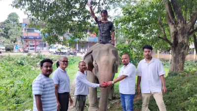 Swept away 55km by raging river, elephant survives extraordinary flood ordeal in Assam