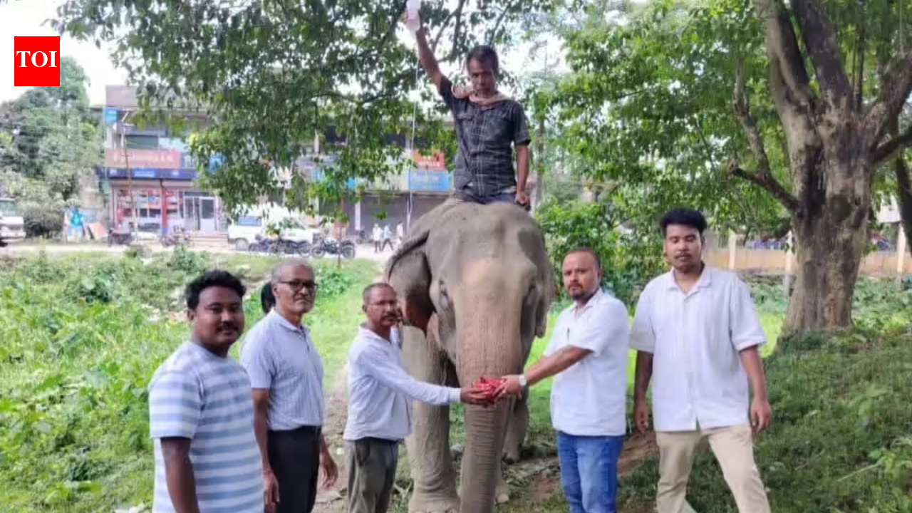 Swept away 55km by raging river, elephant survives extraordinary flood ordeal in Assam