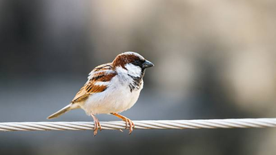 In 1860, house sparrows were introduced to North America to control insects, but the tiny birds quickly spread, became a common sight and turned into one of the continent's most widespread invasive species