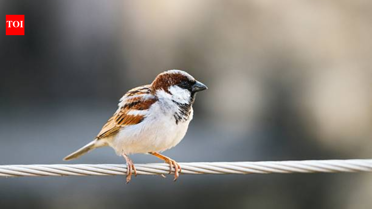 In 1860, house sparrows were introduced to North America to control insects, but the tiny birds quickly spread, became a common sight and turned into one of the continent's most widespread invasive sp