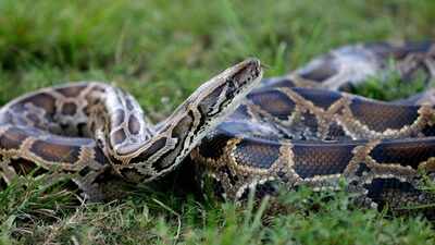 how-hurricane-andrew-helped-unleash-burmese-pythons-into-floridas-wild.jpg
