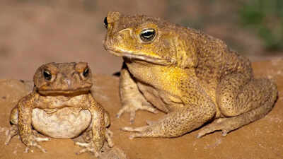 In 1935, Australia introduced 102 cane toads to save sugarcane crops, but the plan backfired spectacularly, turning them into one of the country’s worst invasive species