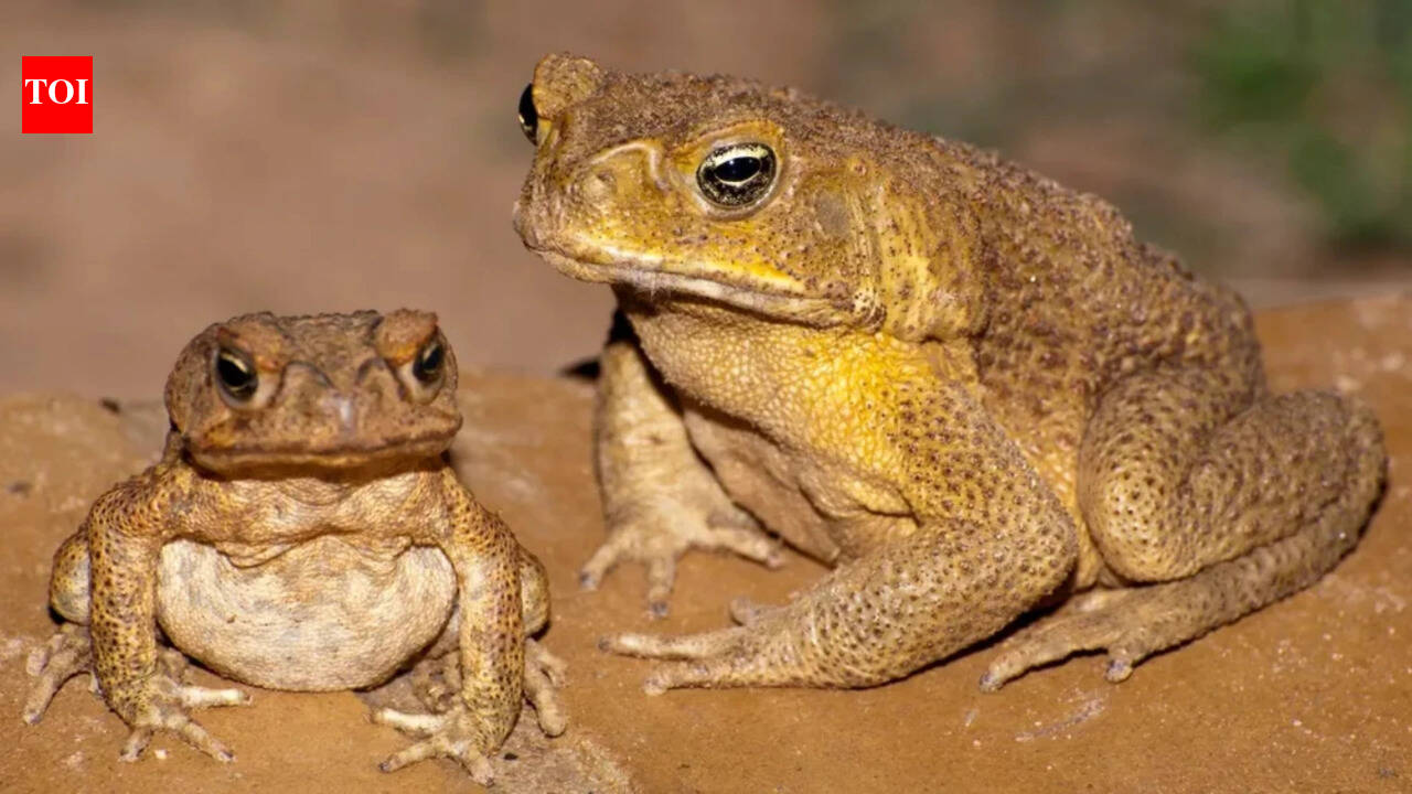 In 1935, Australia introduced 102 cane toads to save sugarcane crops, but the plan backfired spectacularly, turning them into one of the country’s worst invasive species
