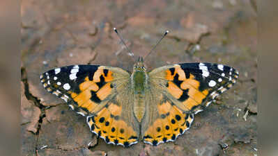 What a flutter! Bengaluru butterfly watchers map city’s winged wonders