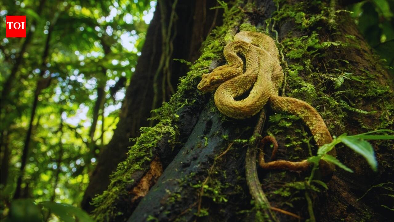 5 most unusual things people have travelled for around the world