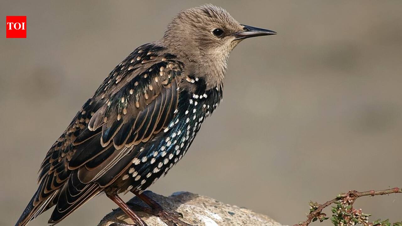 In 1890, European starlings introduced in New York’s Central Park began a spread that eventually produced about 150 million birds across North America