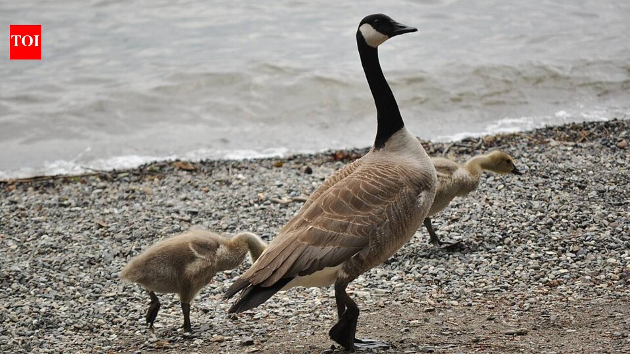 In 1905, New Zealand released 50 Canada geese to establish a game bird population; the once-protected birds later became agricultural and urban pests