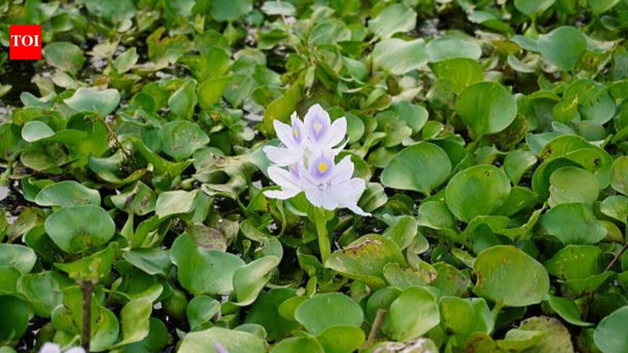 जलकुंभी को एक सजावटी पौधे के रूप में पेश किया गया था, अब यह दुनिया भर की नदियों को अवरुद्ध कर देता है |