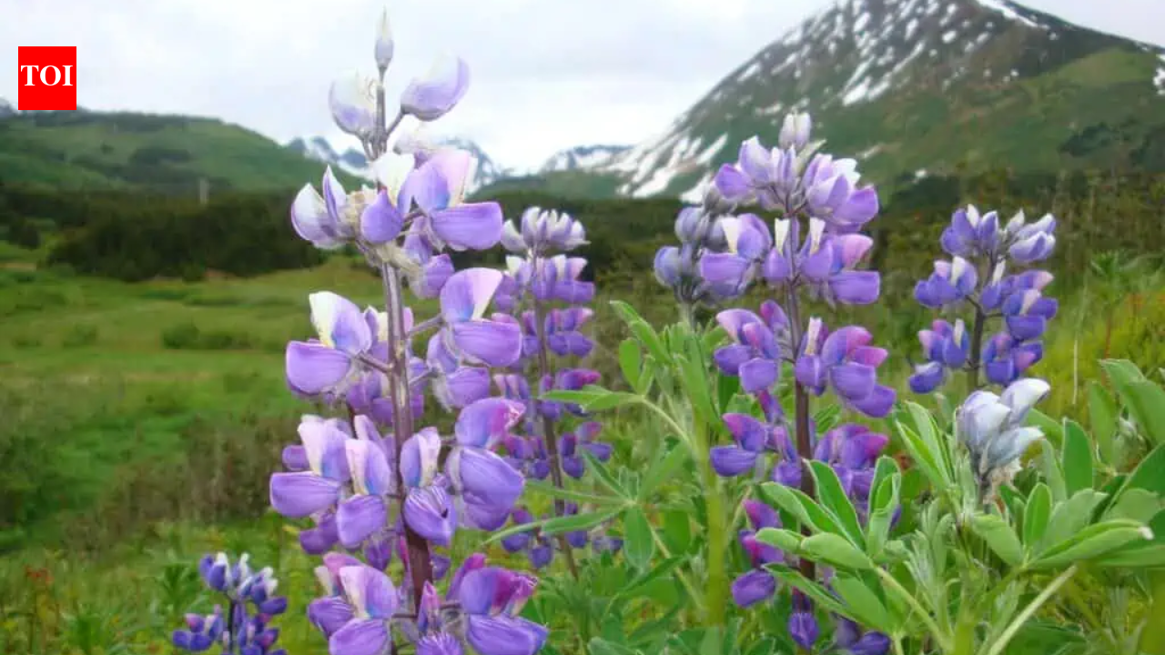 In 1945, Iceland planted Alaskan lupins to repair eroded soil and prepare land for forests; decades later, the purple plant was classified as an invasive threat