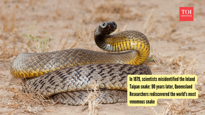 In 1879, scientists misidentified the Inland Taipan snake: 90 years later, Queensland Researchers rediscovered the world's most venomous snake