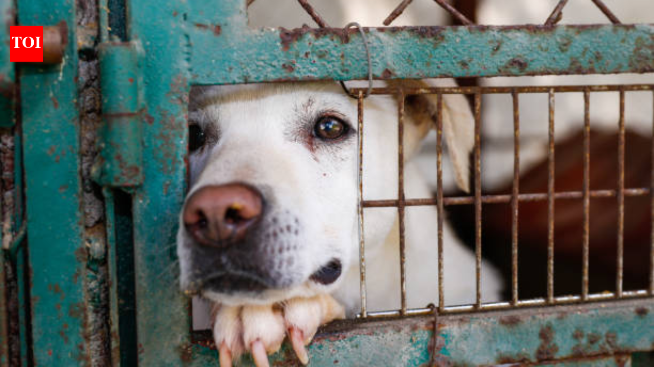 California woman who ran fake animal rescue left dogs to die in a hot car; freed by court without bail