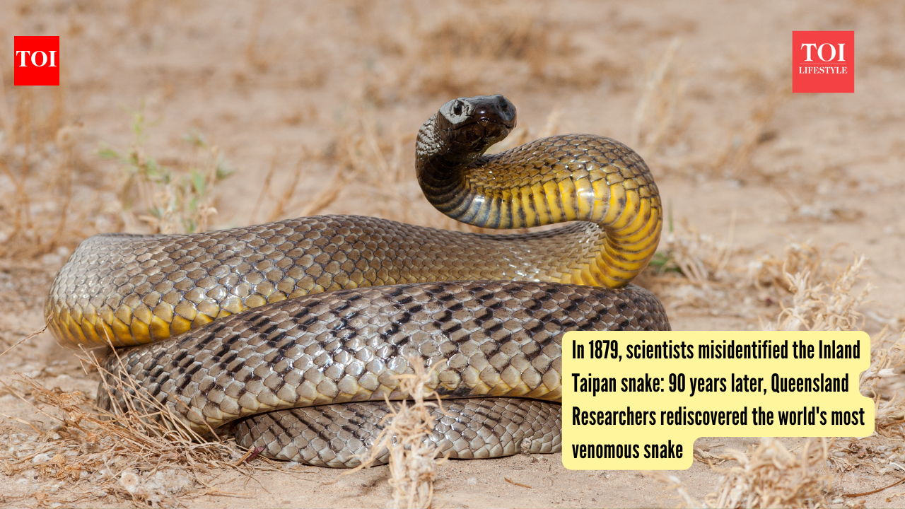 In 1879, scientists misidentified the Inland Taipan snake: 90 years later, Queensland Researchers rediscovered the world's most venomous snake