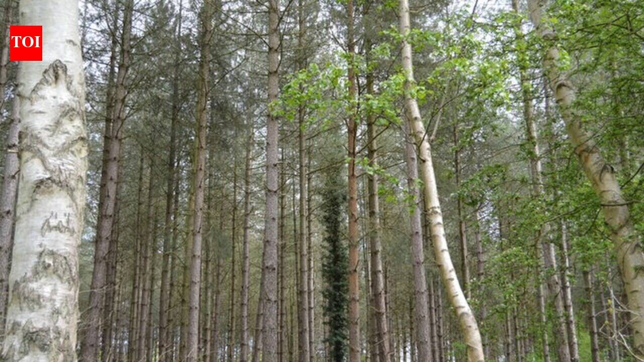 Wales planted ~120,000 hectares of conifers for timber; decades later, researchers linked heavily forested catchments to acidic, salmon-poor streams