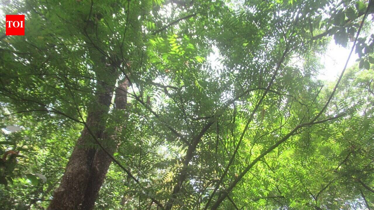 Brazilian cities planted 1,381 street trees, but 80% were non-native, and neem alone made up 700, raising a quiet biodiversity warning