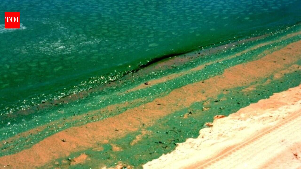 Australia’s harmful algal bloom affected hundreds of marine species, as scientists point to floodwater, upwelling and record ocean heat