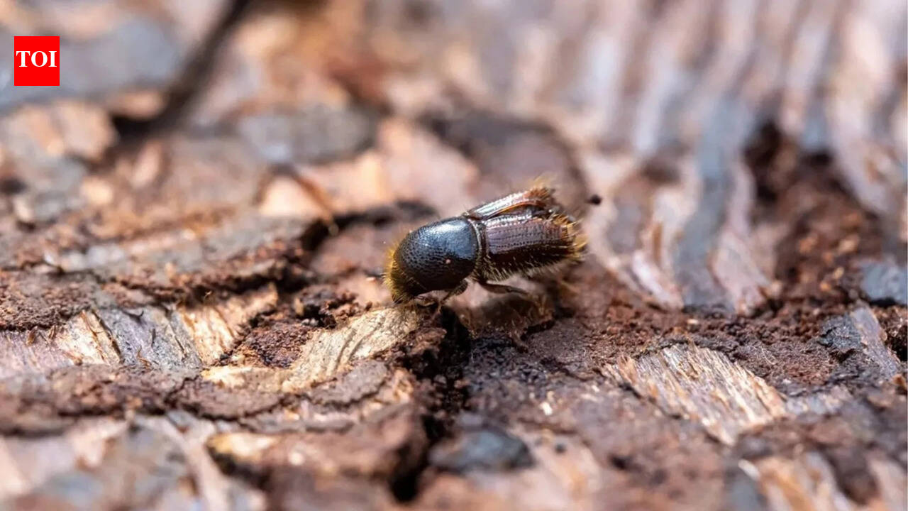 In 1996, a tiny beetle hidden inside wooden crates entered America and threatened its hardwood forests; millions of trees were killed as the invasive pest spread across the country