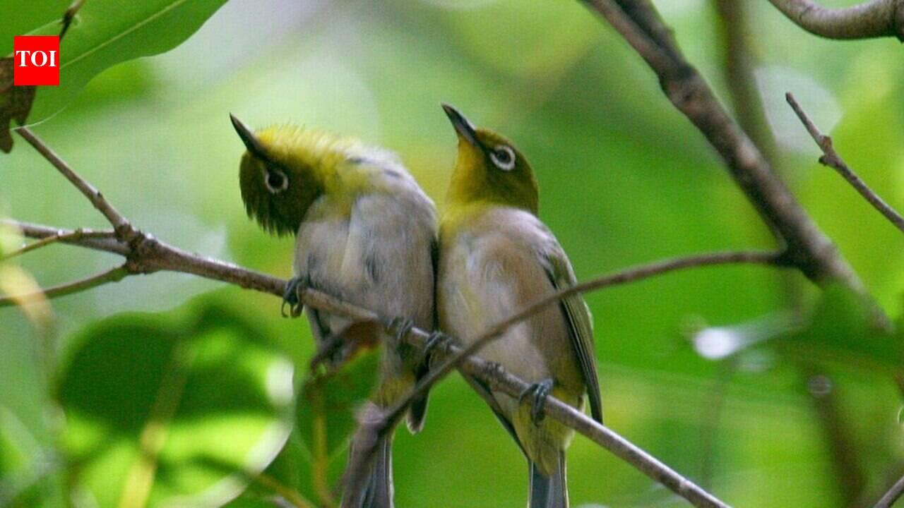 In 1929, Hawaii introduced Japanese white-eyes to control insects; they became its most abundant land bird and began competing with native birds for food