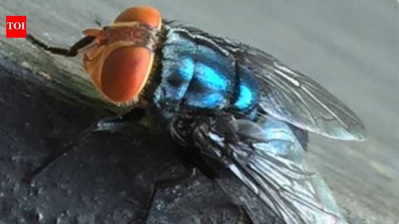 Dangerous parasite spreads north into US, but one smell may stop it