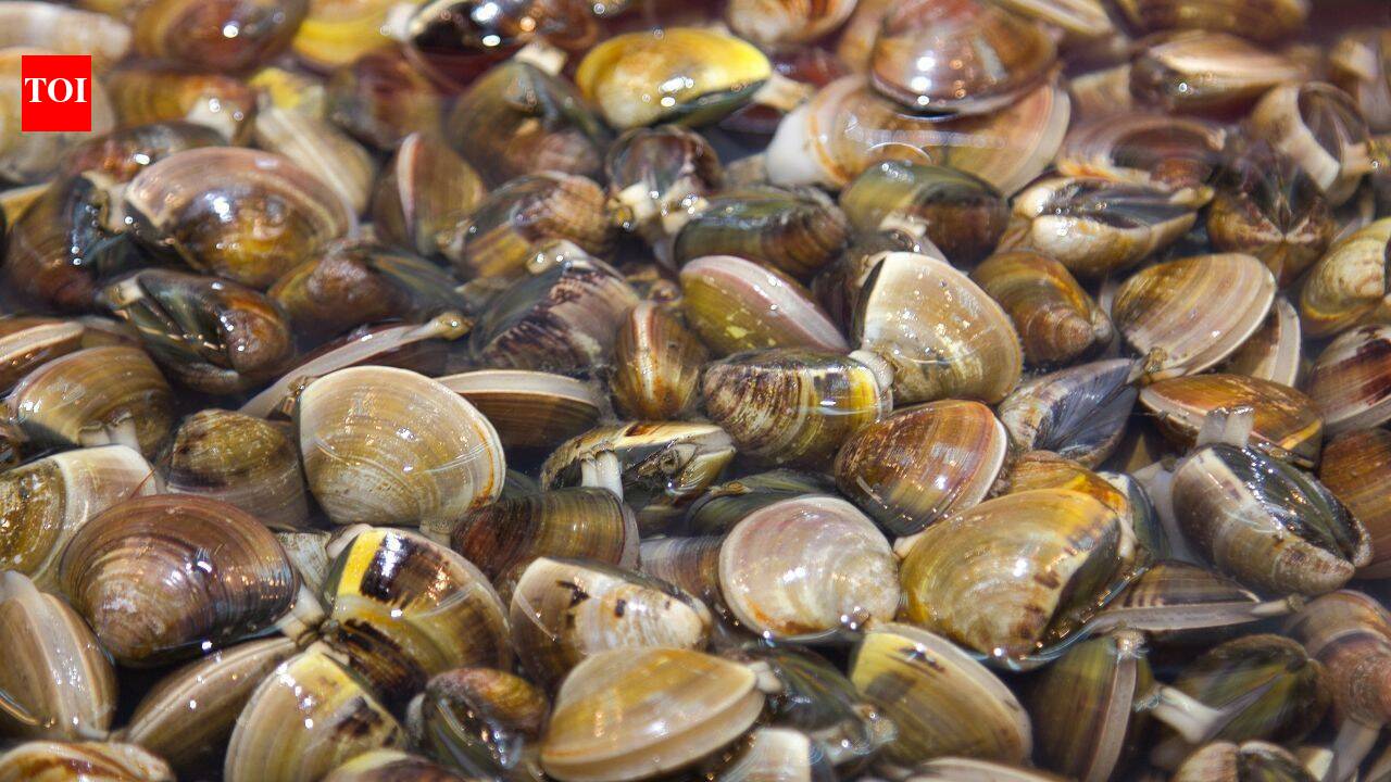 Zebra mussels spread across all Great Lakes within a decade of arriving in 1988