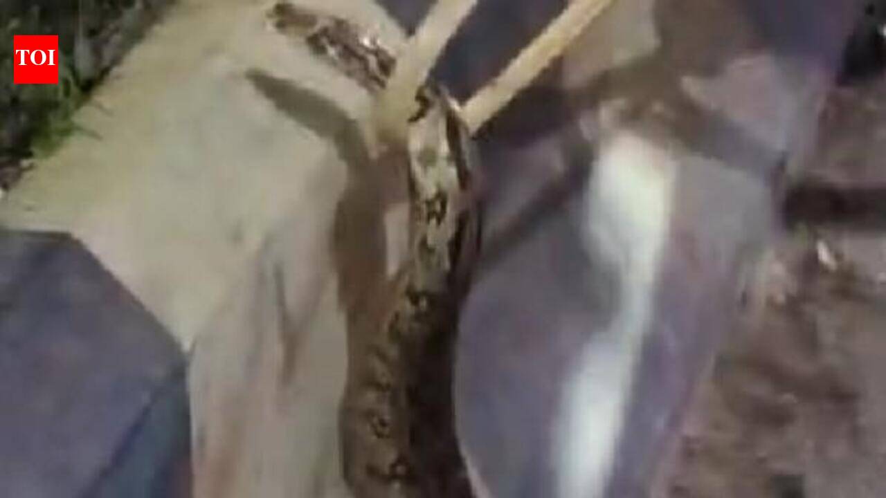 Koyilandy sanitation workers find python in waste sack at segregation facility