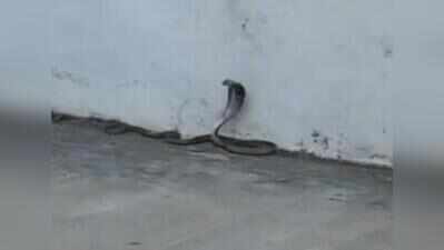 Snakes, scorpions put govt medicos on the edge in Telangana