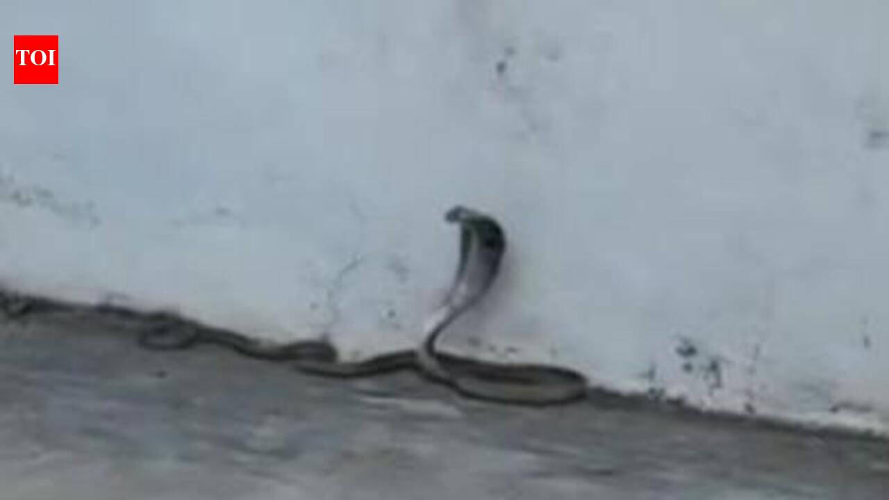 Snakes, scorpions put govt medicos on the edge in Telangana