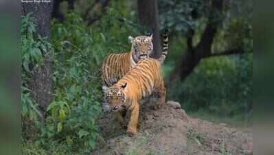 CPCB eases pollution rules for small hotels near Sariska Tiger Reserve