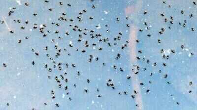Puzzling divergence: Health dept reports 452 dengue cases in Pune; PMC tallies only 22