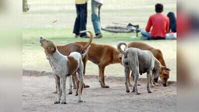 Dog census counts 6,640 stray dogs in six wards of Ahmedabad