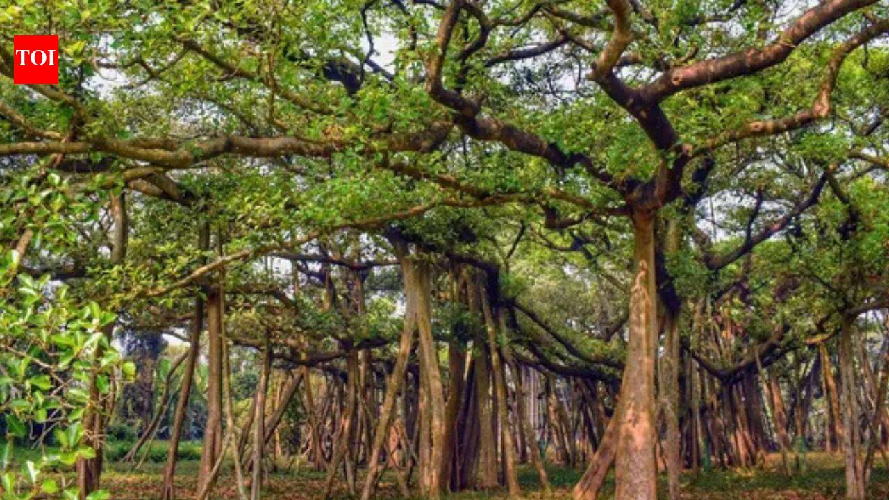 In 2026, India's 550-Year-Old Great Banyan Tree is as big as an entire Forest
