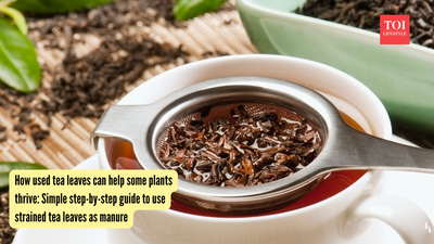 How used tea leaves can help some plants thrive: Simple step-by-step guide to use strained tea leaves as manure