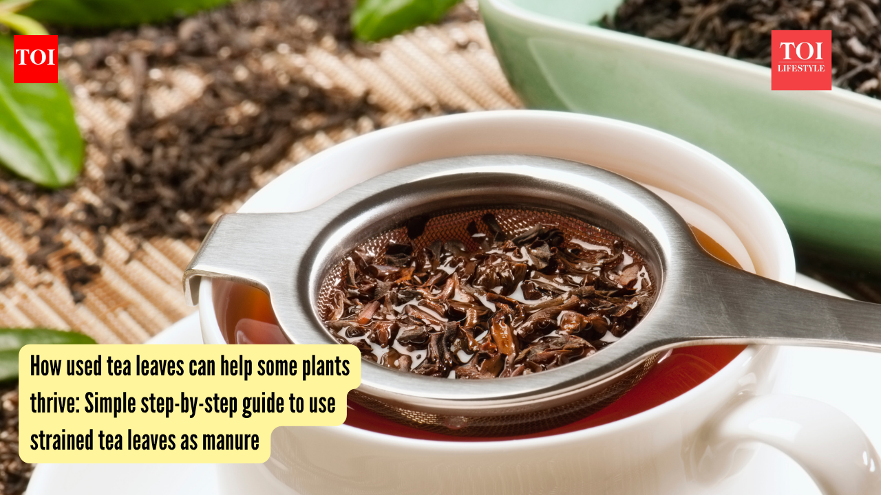 How used tea leaves can help some plants thrive: Simple step-by-step guide to use strained tea leaves as manure