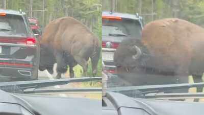 In Yellowstone National Park, viral video shows bison popping a car's tyre: Know how it happened