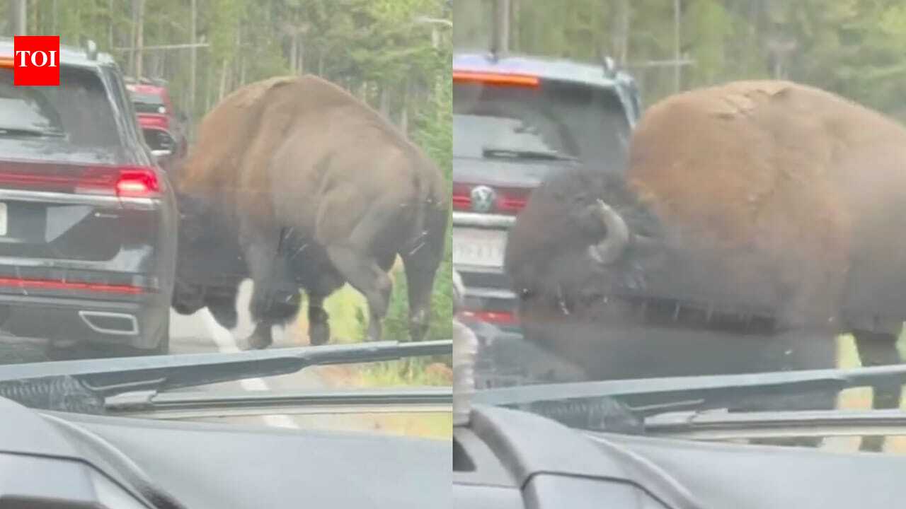 In Yellowstone National Park, viral video shows bison popping a car's tyre: Know how it happened