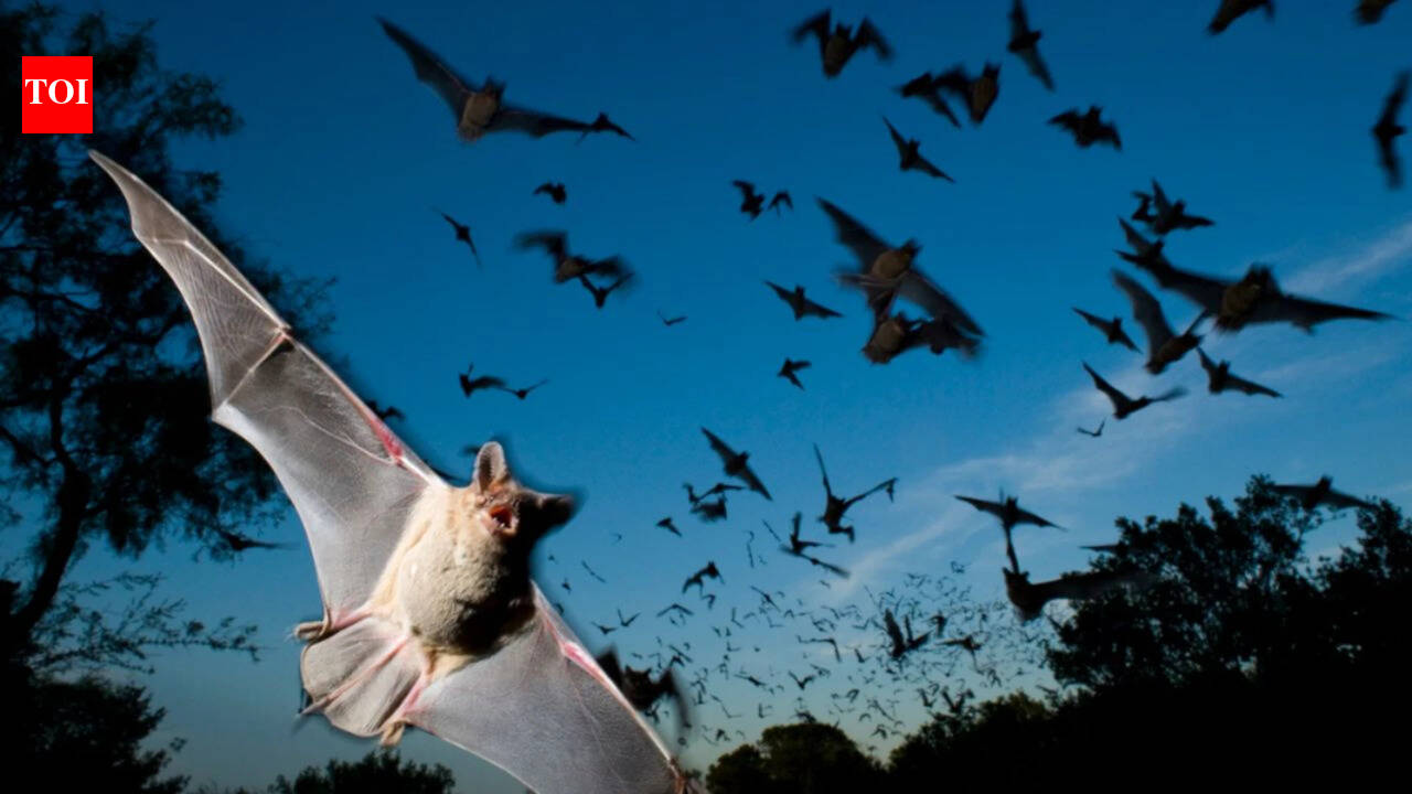 Study finds Japanese horseshoe bats match each other's frequency to reduce noise in colonies