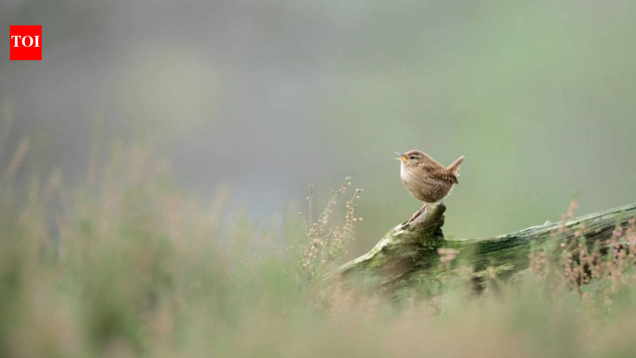 Scientists used AI to analyse 116,000 birdsongs, identify eight common motifs