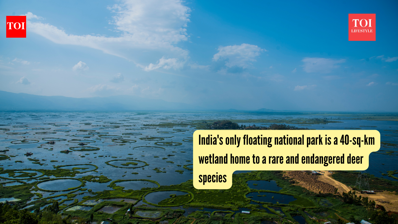 India's only floating national park is a 40-sq-km wetland home to a rare and endangered deer species