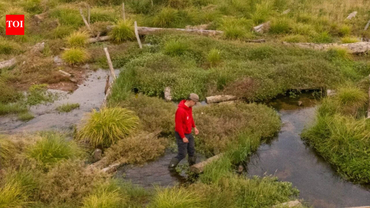 संरक्षणवादियों ने मानव निर्मित नदी चैनल के 1.2 किमी हिस्से को भर दिया और पानी को प्राकृतिक रूप से फैलने दिया; नया समरसेट वेटलैंड अब दुर्लभ वन्य जीवन को आकर्षित कर रहा है