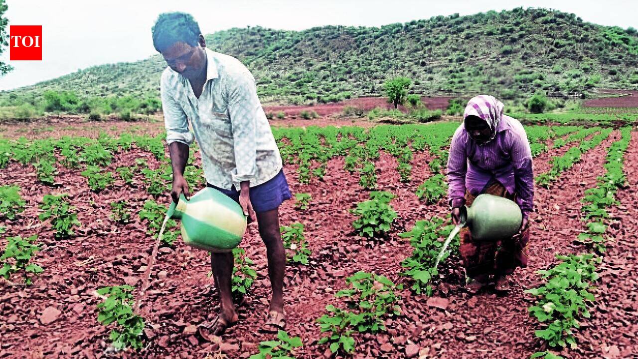 Farmer couple carries water in pots to save cotton crop In Ballari