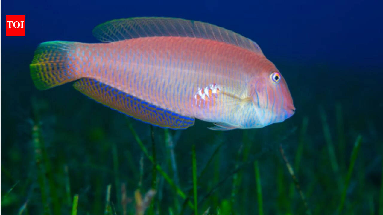 These fish are born female &amp; later become male; fishing may be changing them at molecular level