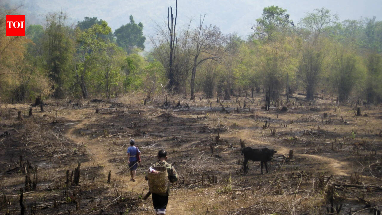 Slash-and-burn farming was blamed for destroying rainforests, but a study something different