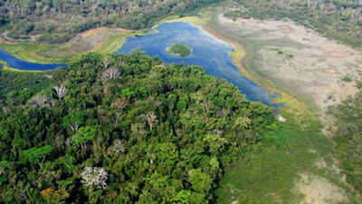 Logging usually destroys rainforests, but this Guatemala system is producing the opposite result