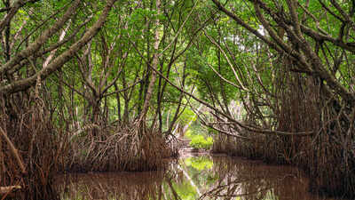 mangroves-a-forest-that-would-not-vanish-across-the-globe.jpg