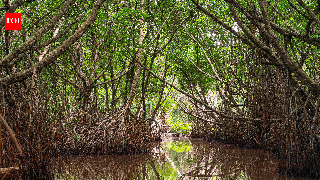 Natural regrowth has reversed decades of mangrove decline, study finds