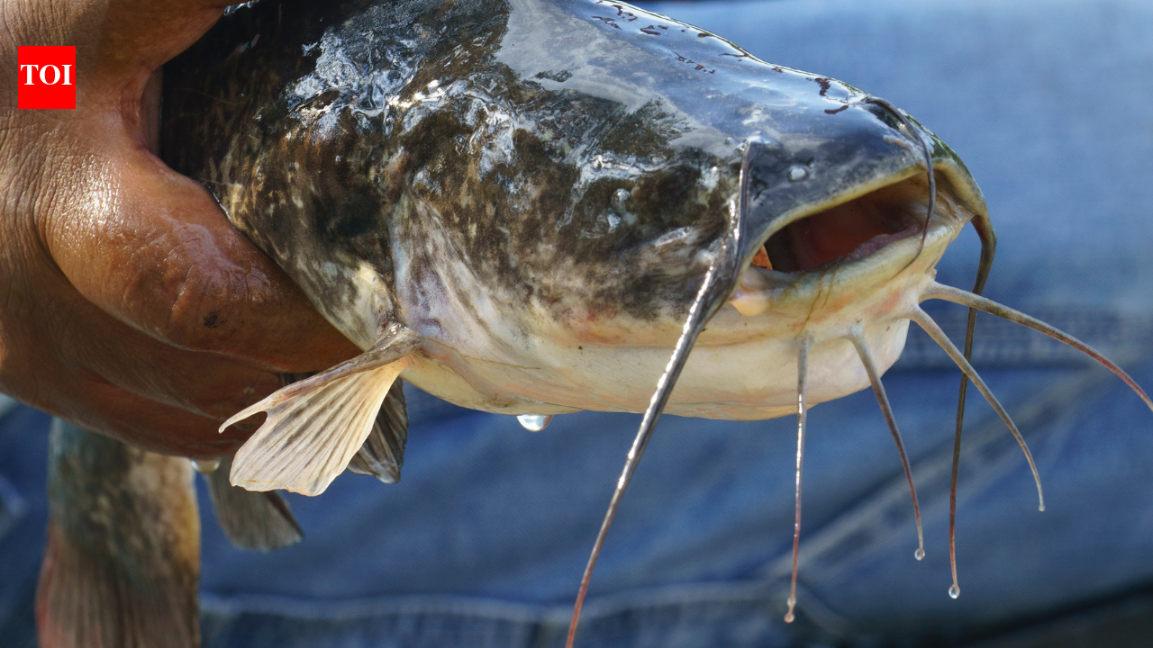 World's first transmissible cancer in a freshwater fish discovered: What scientists know about this rare melanoma