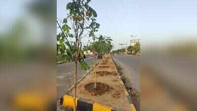 JDA sources mature trees from Andhra, Maharashtra for Jaipur plantation drive