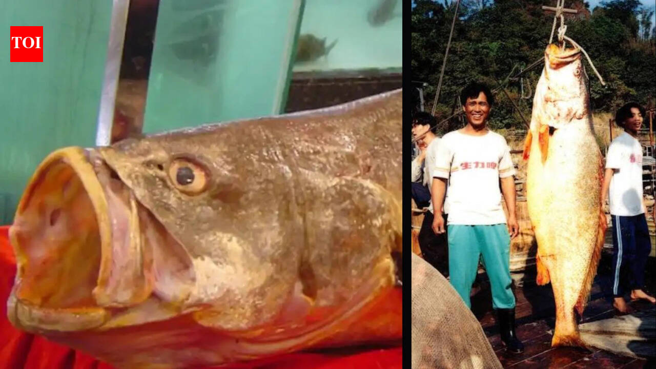 The Chinese bahaba, a critically endangered fish was missing from Hong Kong for over a decade