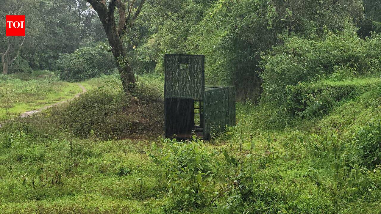 Leopard hides in village bathroom overnight, woman escapes narrowly
